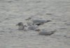 Ring-billed Gull at Paglesham Lagoon (Steve Arlow) (45033 bytes)